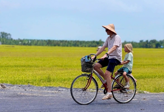 Cycling through the golden rice fields