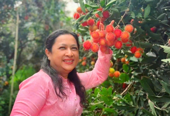 Mùa mưa về, vườn Chôm Chôm cũng bắt đầu đỏ rực!