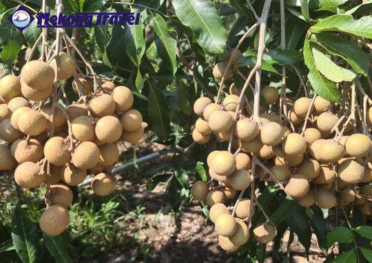 CÁI THIA – HOMESTAY – PHƯỚC HẬU – CẦN THƠ