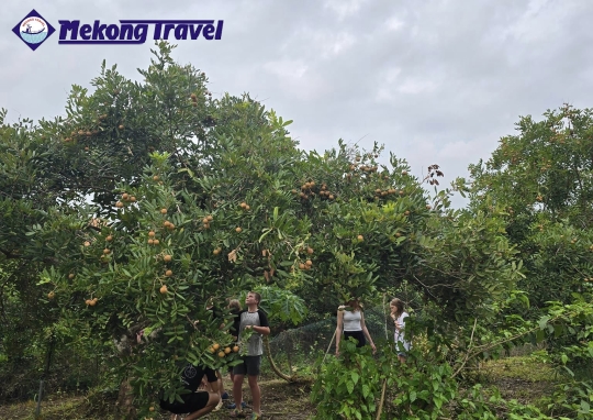 2D1N: CÙ LAO TAM HIỆP  + ÚT TRINH BẾN TRE HOMESTAY 