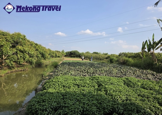 CAIBE – HANDICRAFT VILLAGE -  HOMESTAY - PHUOC HAU VEGE FARM - RED KINGDOOM - VINHLONG