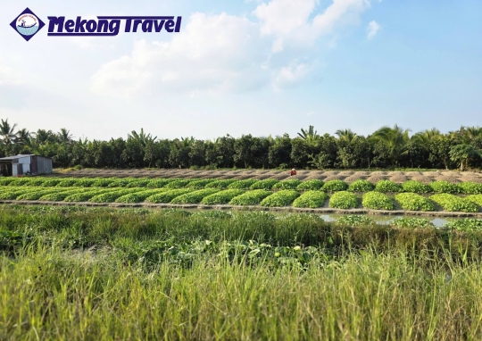 CAIBE – HANDICRAFT VILLAGE -  HOMESTAY - PHUOC HAU VEGE FARM - RED KINGDOOM - VINHLONG
