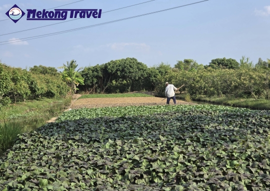 CAIBE – HANDICRAFT VILLAGE -  HOMESTAY - PHUOC HAU VEGE FARM - RED KINGDOOM - VINHLONG