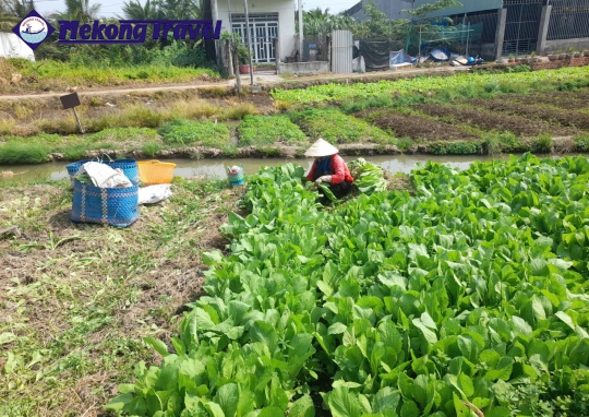 3D2N: CAITHIA – HOMESTAY (1) – VUONG QUOC DO – PHUOC HAU – HOMESTAY (2) - CAIBE 