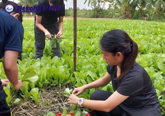 CÁI THIA – HOMESTAY – PHƯỚC HẬU