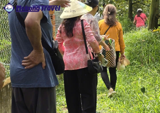 CÁI THIA – CÙ LAO AN BÌNH – VĨNH LONG